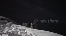 Rare snow leopard spotted roaming around ski resort in China’s Xinjiang