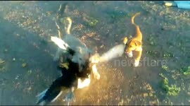 Puppies practicing to suppress a fully grown Drake. They were having fun in every respect.
