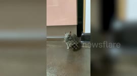 Naughty pet degu squirrel caught stealing clothes from hamper in Ukraine