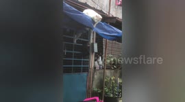 Bungling pet cat trapped in roof canopy rescued by kids