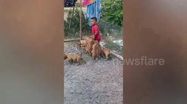 Excited puppies swarm around overwhelmed little boy in Thailand
