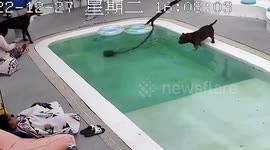 Attention-seeking pet dog watches drowning brother rescued... then jumps into pool for same treatment