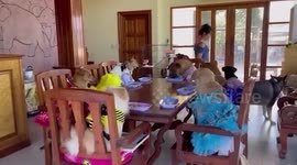 Rescue dogs in colorful dresses sit around dining table to eat New Year's feast