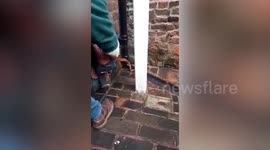Moment 3ft SNAKE is caught after it slithered up drainpipe in UK town centre