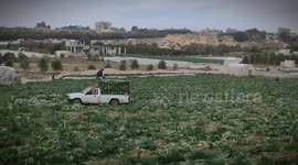 Palestinian Farmers Harvest Cabbage - Gaza
