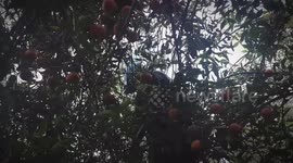 Palestinian farmers harvest orange in Beit Lahia in the northern Gaza Strip