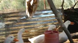 Pekin Ducks and Broiler chickens living in one pen harmoniously. They are well fed and can feed the house hold sumptuously.