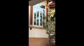 A bird that likes to fight with its own image in the window mirror