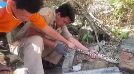 Massive 16ft-long python with half of its body stuck under concrete drain cover rescued in Thailand