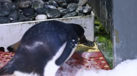 Meet first Adélie Penguin nestling born in Shanghai in 2023
