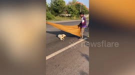 Hero motorcycle rider helps injured stray dog hit by car in Thailand