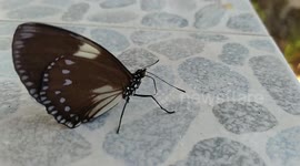 Thirsty butterfly drinks water from droplets in family's garden