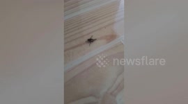 Tiny black ants carry dead fly off family's floor in Thailand