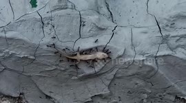 Black ants show incredible team work carrying gecko to nest