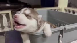 Cute newborn Siberian Husky puppy practice howling while siblings sleep