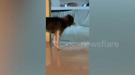 Funny Siberian Husky reacts when pet owner calls her mum