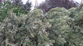 Christmas tree compost drop-off in Kensington and Chelsea fills up quickly in early January 2023