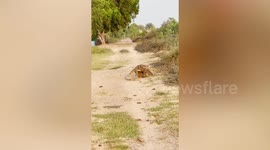Aggressive monitor lizards wrangle each other on dirt road in Thailand