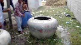 Cow somehow gets stuck in giant ceramic water pot