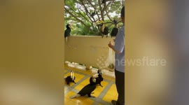 Dozens of toucans looking for food land on hospital balcony