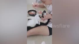 Pampered pet husky lies on its back while being fed