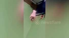 Funny 'stalker' cat spies family through hole at home in Cambodia