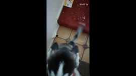 Naughty puppy proudly shows off the mess she made in her owner's absence