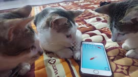 Curious cat plays catch fish and chases it behind the phone in Indonesia