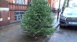 Londoners displose of their Christmas trees at the start of the new year