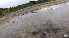 Seal wrapped up in fishing gear rescued and released in back into the wild