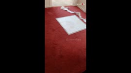 Mischievous husky shows no remorse after thrashing owner's room in her absence
