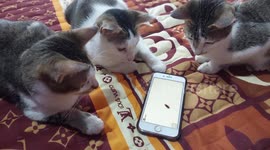 Cat while playing catch cockroach on phone