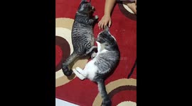 Boy falls asleep while playing with his cat