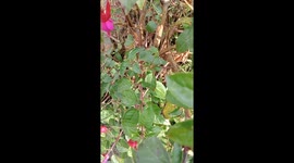 Natural vibes and beautiful flowers