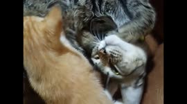 A cute kitten mistakenly sucks the milk of its older sibling, whom it thinks is its mother