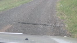 Snake crossing the road in Regional Australia