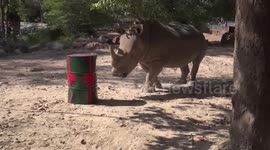 Zookeepers give New Year presents for animals in Thailand