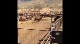 Bull leaps over 7ft high fence