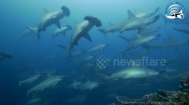 A wall of Hammerhead sharks is beautiful and scary