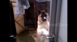 Clever dog can stand up and open doors