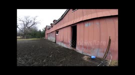 Pregnant sheep getting stuck in barn door