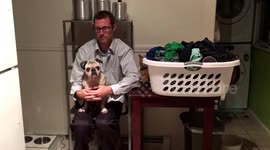 Pug plays peekaboo