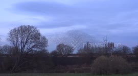 Starlings Flock Together Over Potteric Carr Nature Reserve