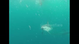 Dusky dolphins underwater