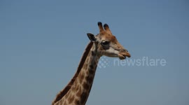 Giraffe chewing the cud