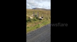 Sheep Selfie Photobomb