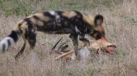 Wild Dog Hunt and Kills Impala in Kruger National Park, South Africa
