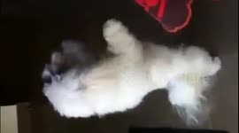 Cute puppy dancing to latino music