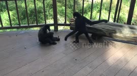 Gibbon