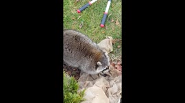 Crazy Raccoon Wants to Help With Covering The Trees For Winter